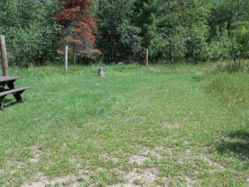Site 6, photo 2 of 3 · from midnrreservations.com (the park's booking system)